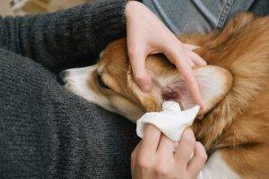 Dog's Ear Cleaning