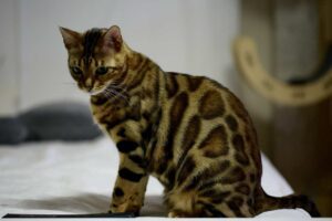 Bengal Cat sitting on white bed