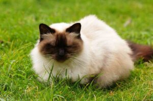 Himalayan Cat sitting on green grass