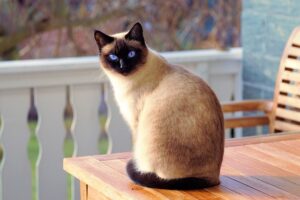 Siamese cat sitting on a wooden furniture