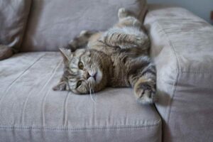 A cat relaxing on a couch