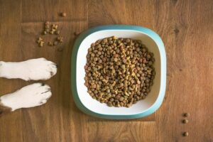Dog food in a bowl kept on wooden floor