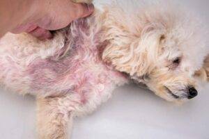 Skin Disease in Dogs