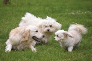 Image of three dogs playing in a field