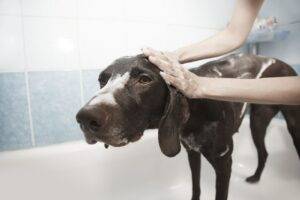 Dog Bathing-Dog Grooming