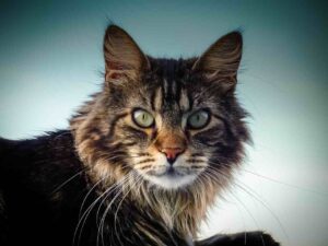 Marble eyed Maine Coon Cat sitting