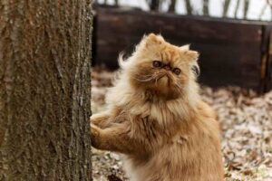 Golden Persian Cat leaning on a tree