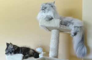 Image of two cats sitting on scratching post