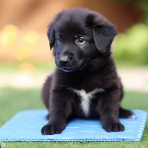 Puppy on a training pad