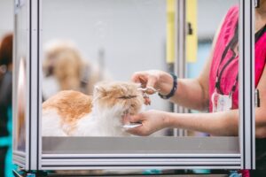 Image of Grooming a Persian Cat