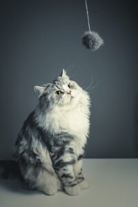 Playful Persian Cat