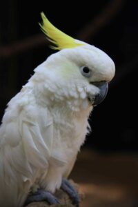 Pet Cockatoo Breeds