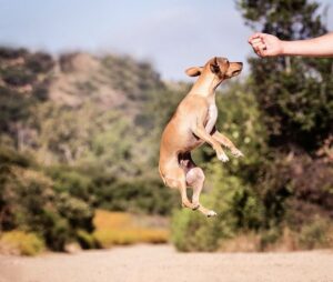 Boost a Dog's Confidence with Positive Reinforcement