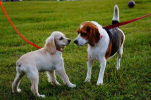 Early Socialization to Boost Confidence of a Dog