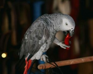 Feeding Guidelines for Pet Cockatoos