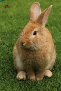 Himalayan Rabbit- Most Popular Rabbit Breeds in India