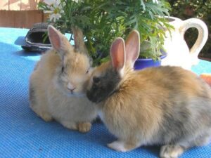 A Pair of Rabbits Socializing