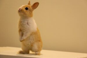 Curious Pet Rabbit- Standing on hind legs