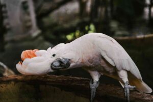 Cockatoo as Pets