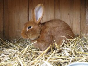 Image of a rabbit in a rabbit hutch