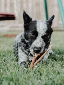Chew sticks for Dog's Oral Hygiene