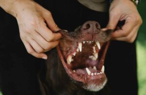 Regular checking to Take Care of Your Dog's Oral Hygiene